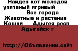 Найден кот,молодой упитаный игривый 12.03.2017 - Все города Животные и растения » Кошки   . Адыгея респ.,Адыгейск г.